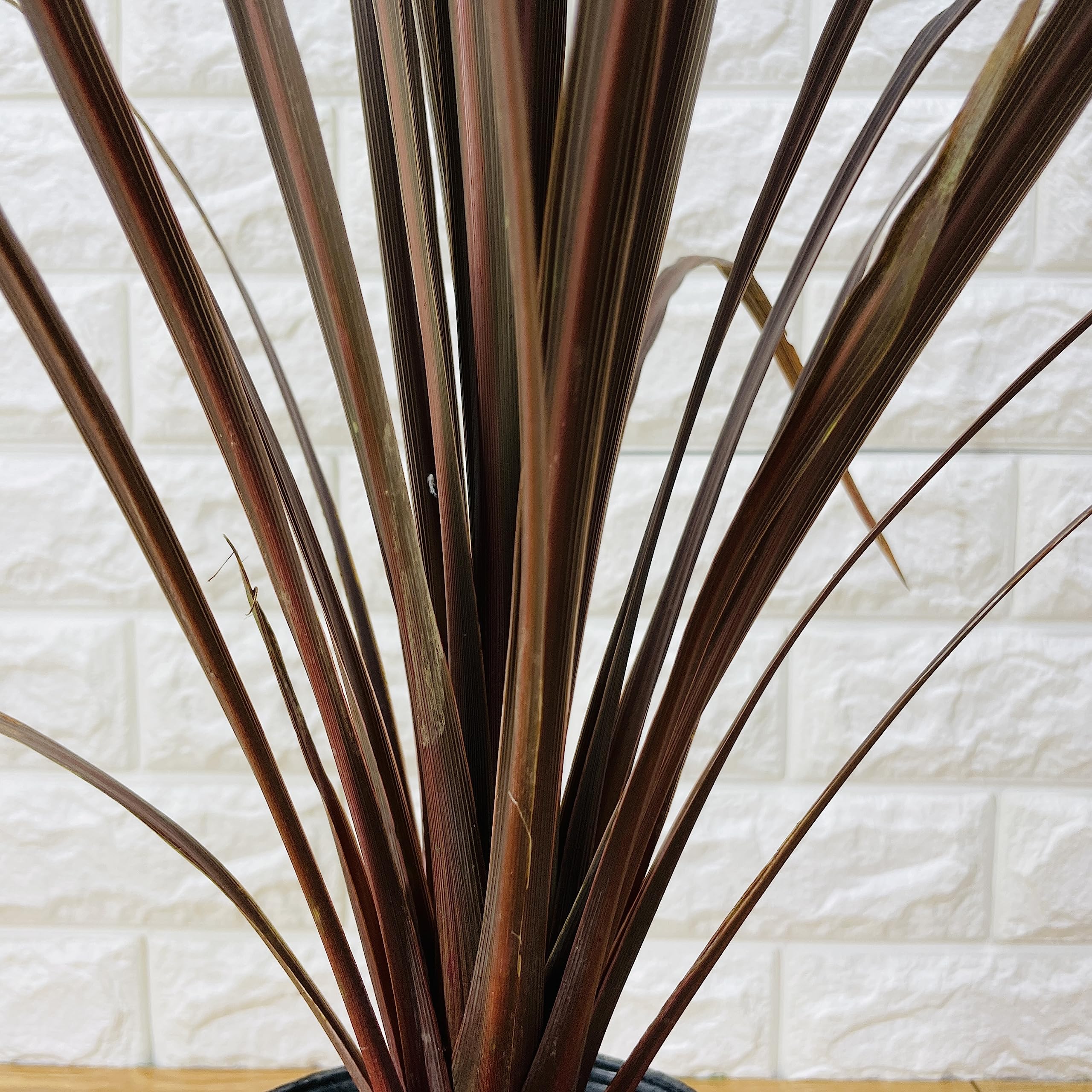 赤ドラセナ　レッドスター小 Amazon｜観葉植物 コルジリネ オーストラリス レッドスター 赤ドラセナ