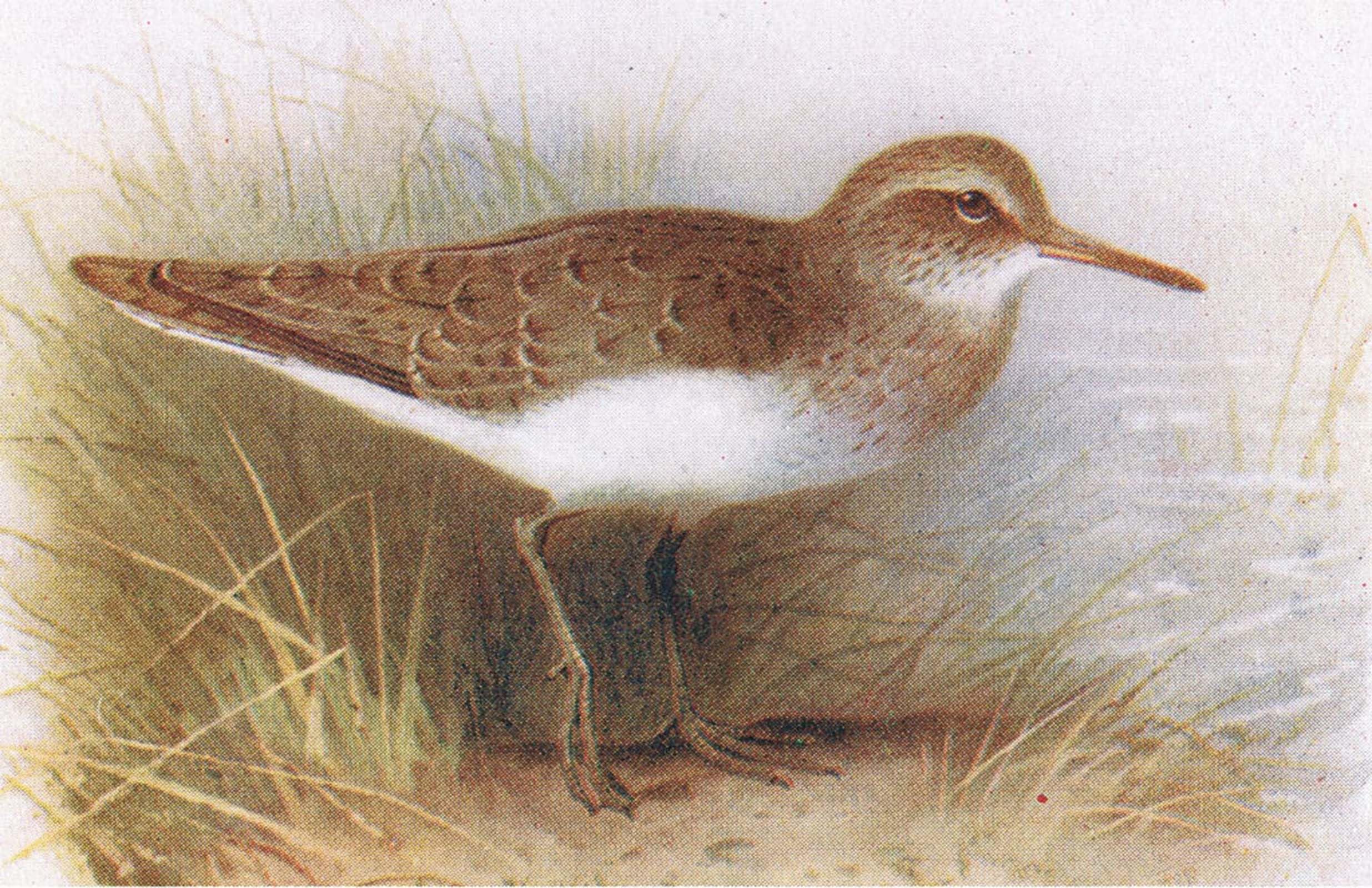 ARTXLXXBN Famous Art Print Poster Vintage Wall Art Common Sandpiper From Birds of the British Isles by Archibald Thorburn Canvas Art Poster for Home Decor 60x90cm