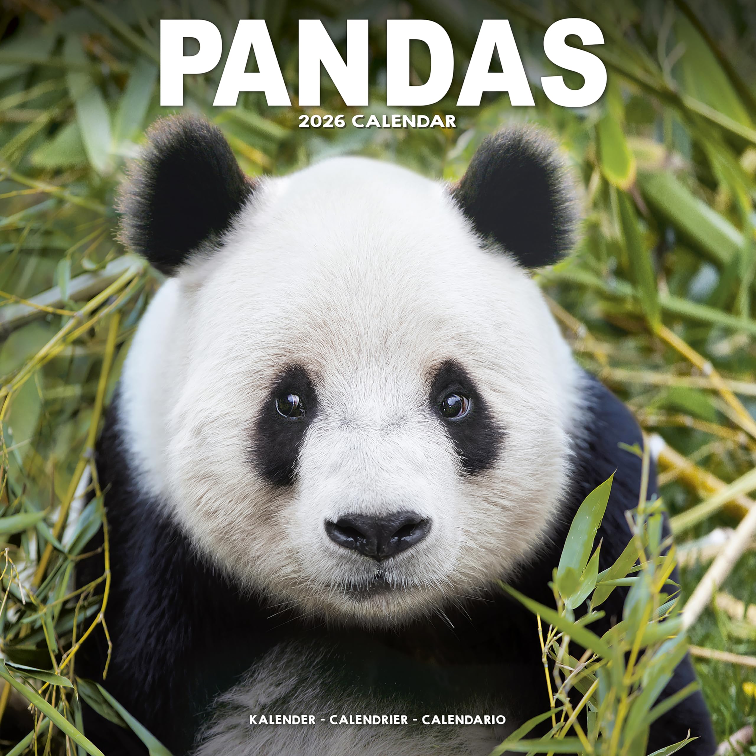 Panadas Calendar 2026  Square Animal Wall Calendar  16 Month CALENDAR