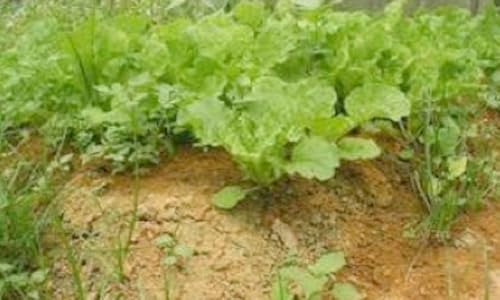 Successful Raised Bed Gardening: A Beginner’s Guide - Thumbnail 3