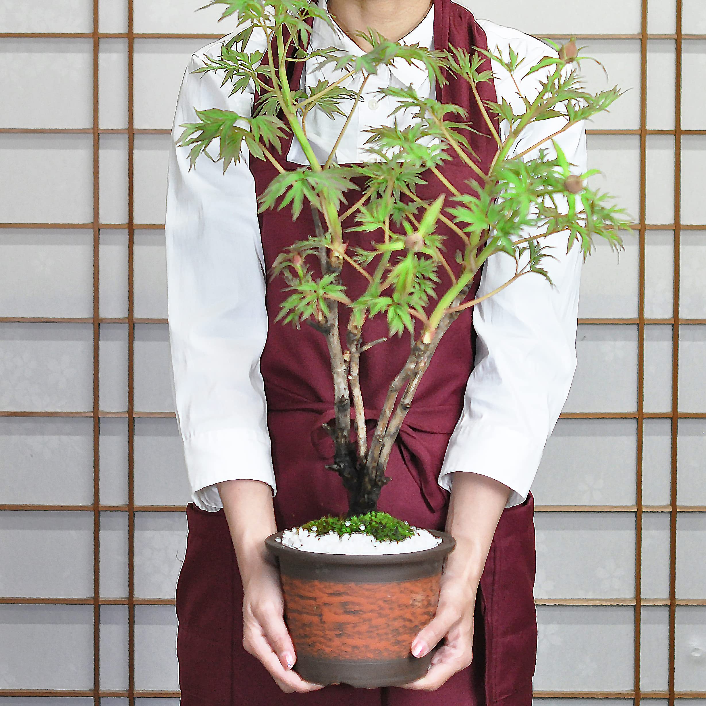 【価格要相談】牡丹　鉢 Amazon｜盆栽妙 ボタン 牡丹 植物 花 観葉植物 鉢植え 本物 フラワー