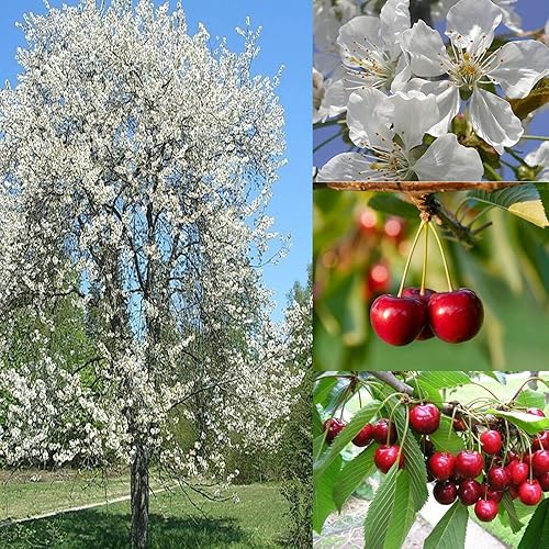 Semillas de Cereza Dulce Semillas Prunus avium 20 Pcs - Semillas de Cerezo