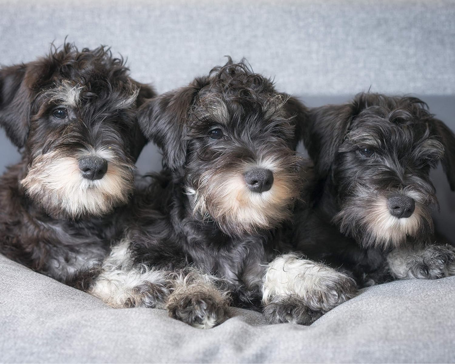CVPuzzles Miniature Schnauzer Puppies 504 Piece Jigsaw Puzzle 16" X 20"
