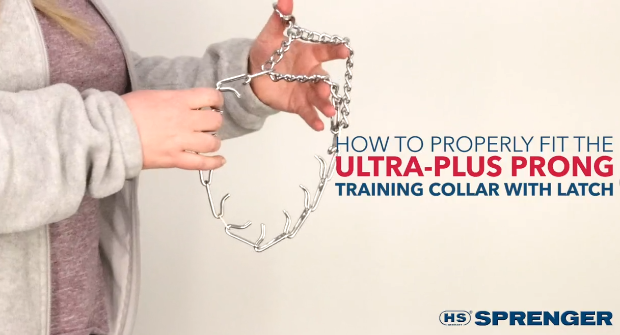 How to Properly Fit the UltraPlus Prong Training Collar
