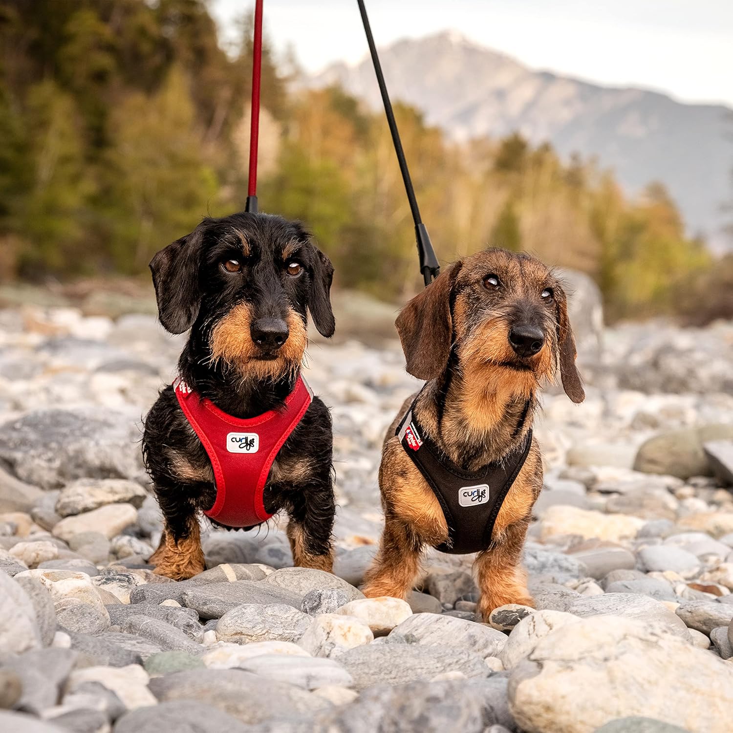 Vest Harness curli Clasp Softshell Red 2XS
