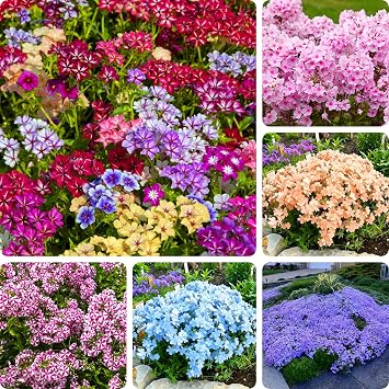 Creeping Phlox Seeds for Planting, 1020pcs Perennial Dwarf Creeping Phlox Flower Seeds Ground Cover Plants, Non-GMO Heirloom Beauty Hummingbirds Open Pollinated Flowers for Home Garden Outdoors
