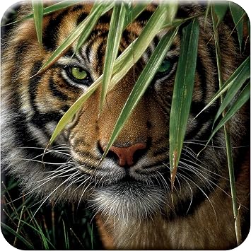 3D LiveLife Cork Coaster - Emerald Forest from Deluxebase. Lenticular 3D Tiger Coaster. Non-Slip Table Coasters Featuring Original Artwork by Collin Bogle. Ideal for Home Decor.