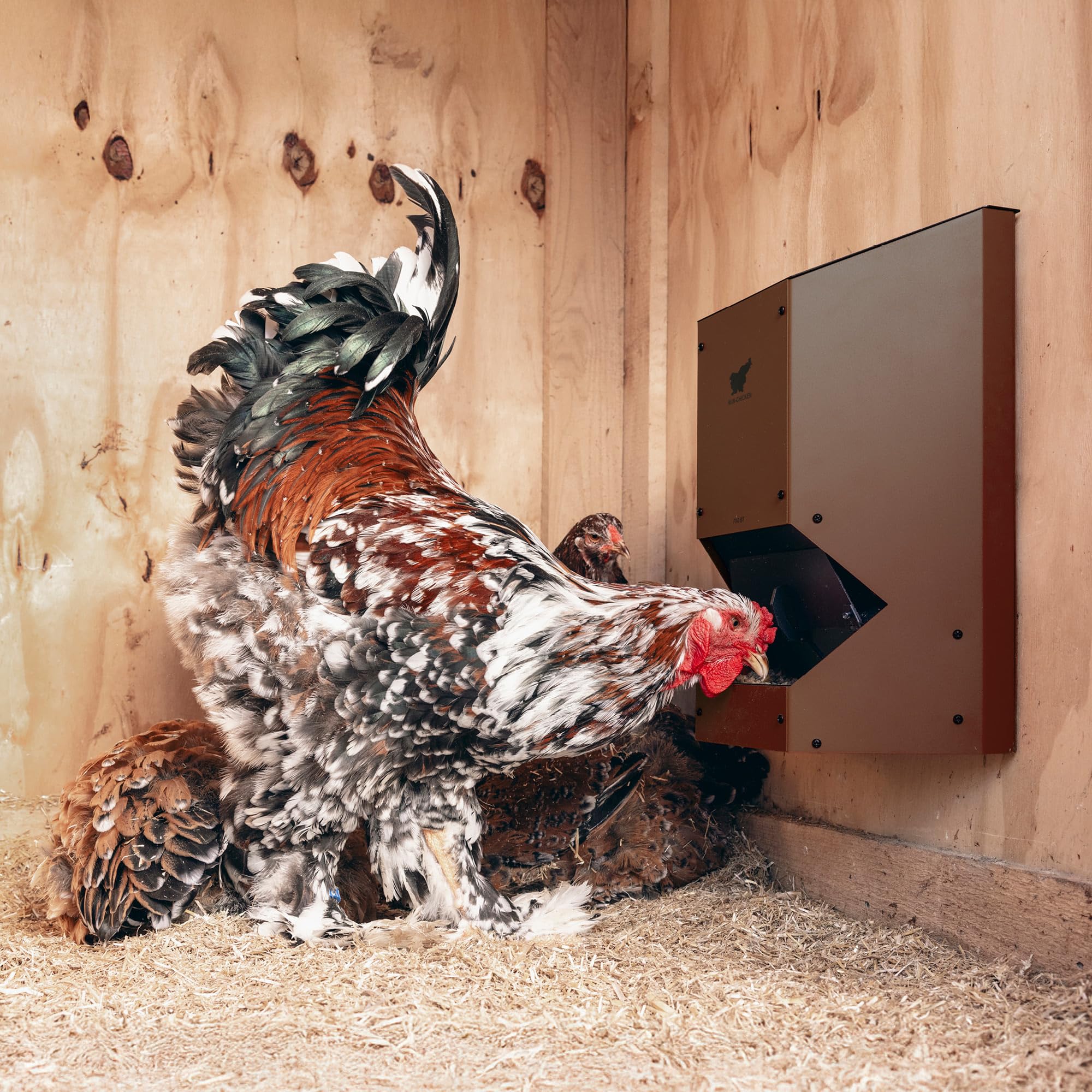 RUN-CHICKEN Distributrice di cibo (Marrone) Automatico distributore di cibo per polli, alimentato a batteria, portellone di sicurezza programmabile con timer, 9 kg di fornitura di cibo, resistente