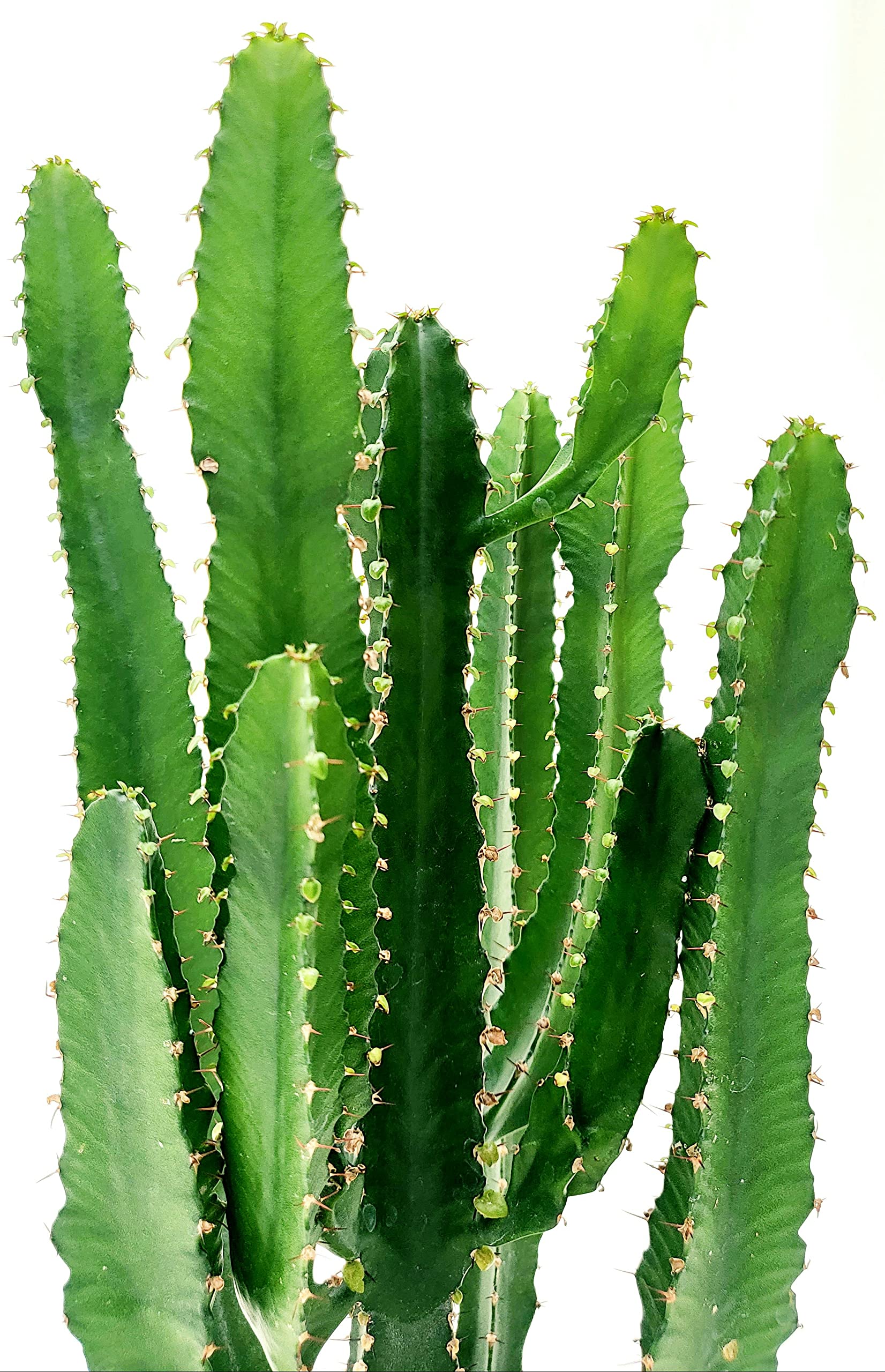 POWERS TO FLOWERS - EUPHORBIA VULCANA ERITREA RAMIFICATA COMPATTA, SPINA DI CRISTO, CACTUS DEL FREDDO, vaso 18cm diametro, altezza 50cm, pianta vera