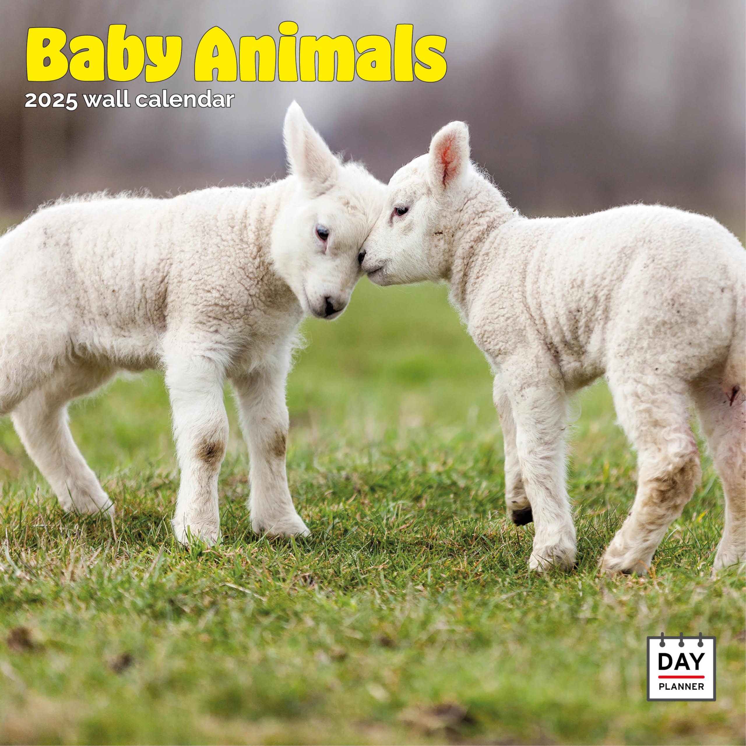 Dayplanner Publishing Baby Animals Calendar 2026, Large Square Wall Calendar With Organisational Stickers, 16 Month