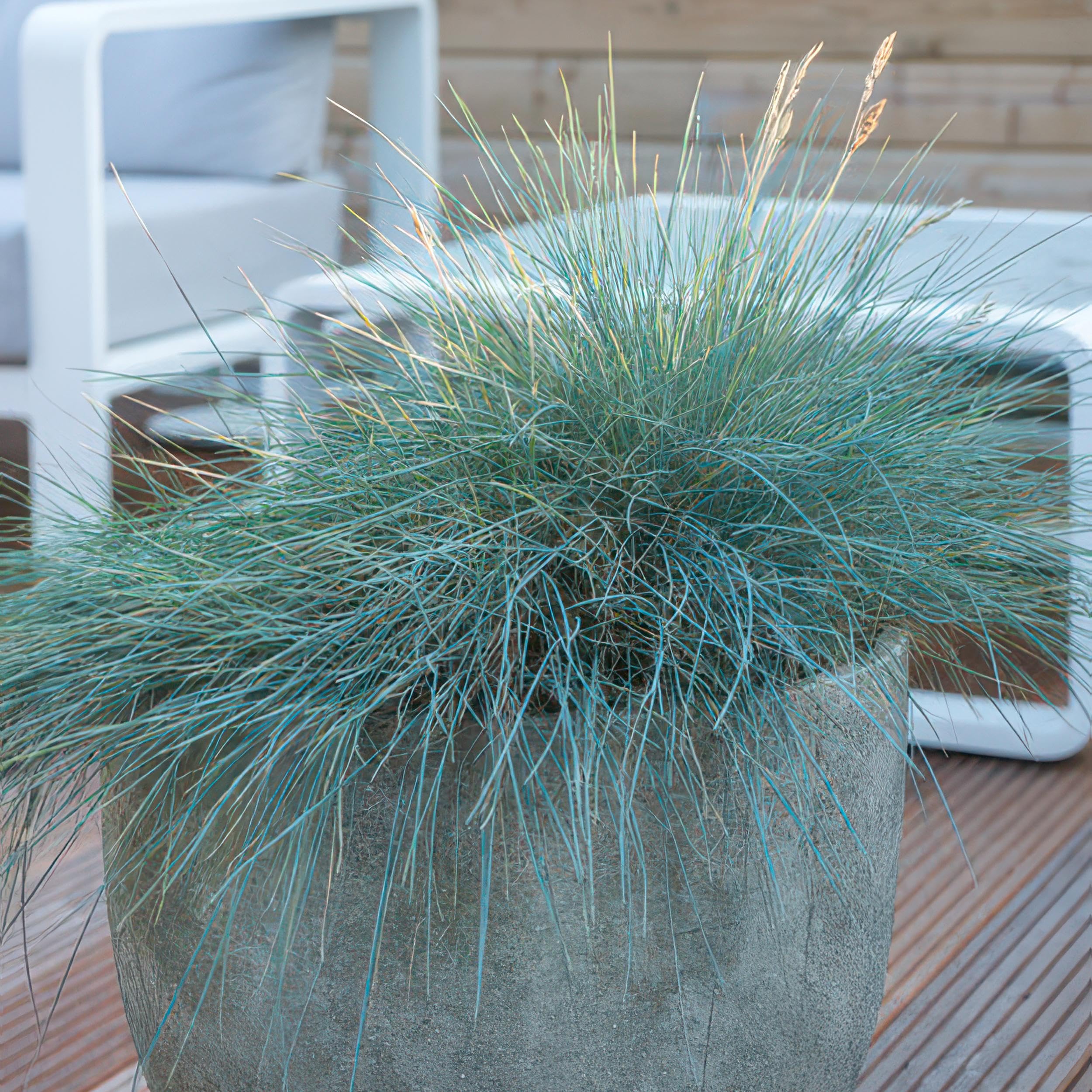 Festuca glauca 'Elijah Bleu' | 12 stuks - 10-25cm - Ø9cm - Pianta da giardino