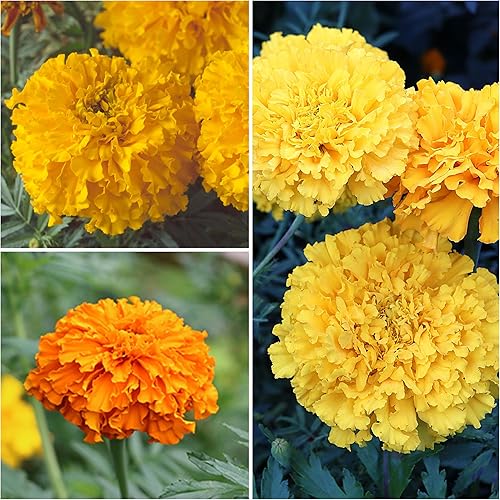Miniatura 6 de Seed Needs, Crackerjack - Semillas de caléndula  250 semillas tradicionales para plantar Tagetes erecta  Flores grandes con volantes para plantar un