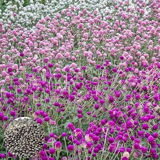 yanbirdfx Green Garden Flower Plants-100Pcs/Bag Gomphrena Globosa Seeds Natural Ornamental Mix Color Productive Flower Seedlings for Parterre - Mix Color Gomphrena Globosa Seeds