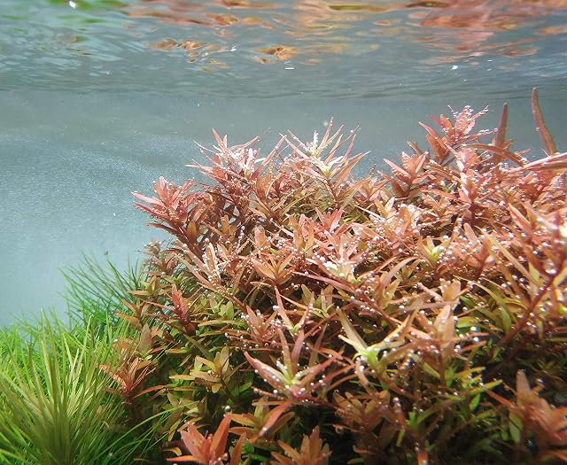 Foto 3 de 3 de Rotala rotundifolia 'Orange Juice' - 1 Ramo - Plantas Naturales para acuarios