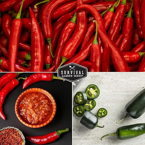 Miniatura 4 de Survival Garden Seeds Bóveda de semillas de colección de pimientos picantes  Cayena, Habanero, Jalapeño y Serrano Paquetes de semillas para cultivar