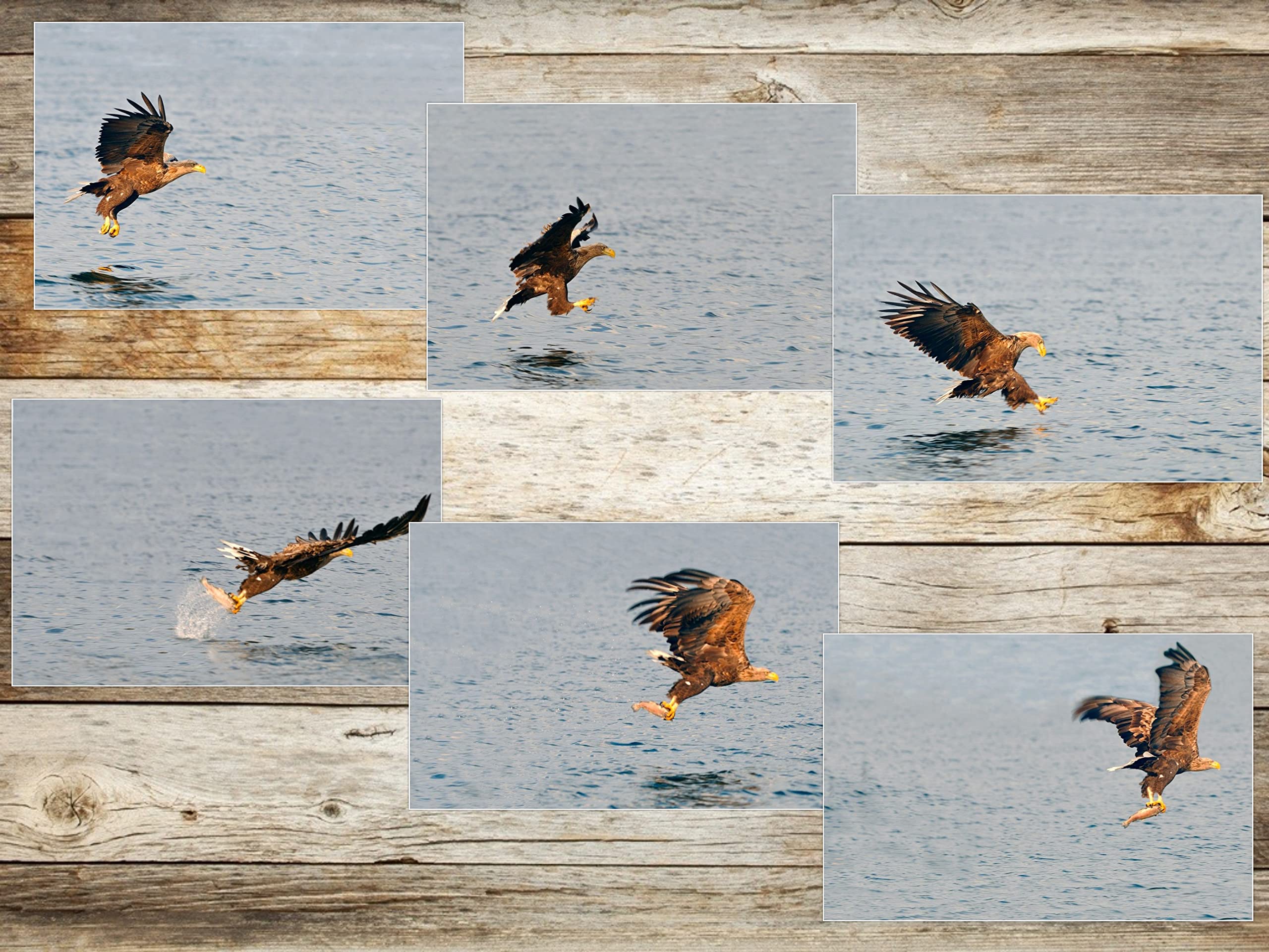 De ijsvogel - Het mooiste boek over de vogel van de Lage Landen De ijsvogel - Het mooiste boek over de vogel van de Lage Landen