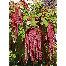Just Seed - Flower - Amaranthus caudatus Red - Love Lies Bleeding - 500 Seed