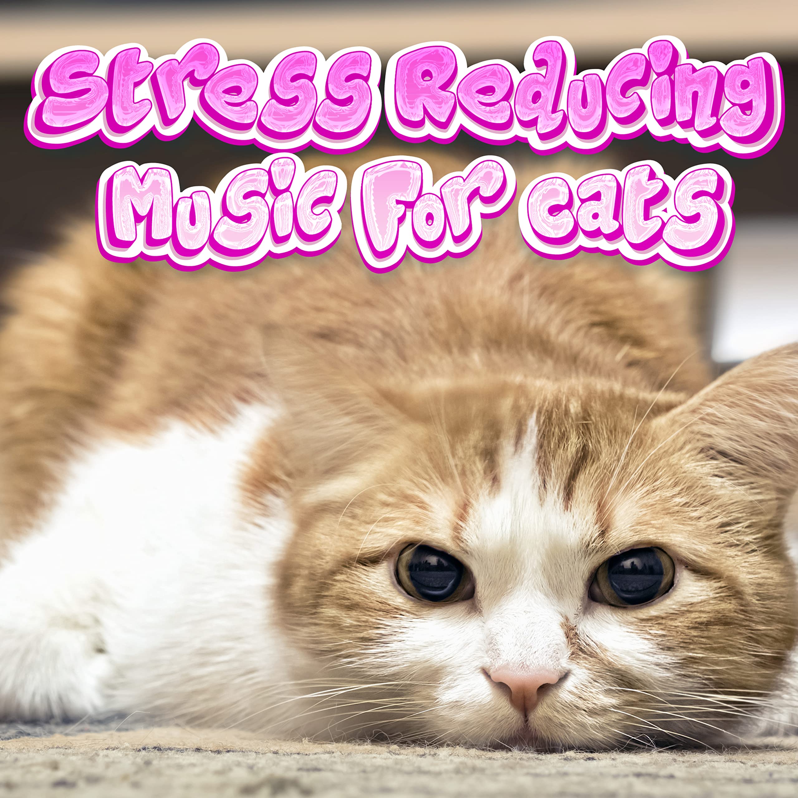 Separation Anxiety Kittengy Piano song by Stress Reducing Music For ... - Cat Anxiety Music For Dogs And Cats
