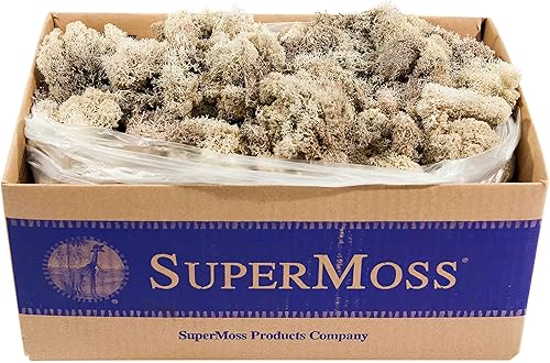 Miniatura 41 de SuperMoss (21710) Musgo de Reno Conservado, Verde Bosque, 1.36kg