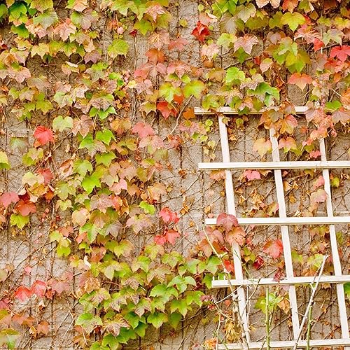 Miniatura 4 de YEGAOL Garden - Semillas de hiedra de Boston Parthenocissus Tricuspidata perenne trepadora de vid perenne de frutas y bayas que atraen pájaros,