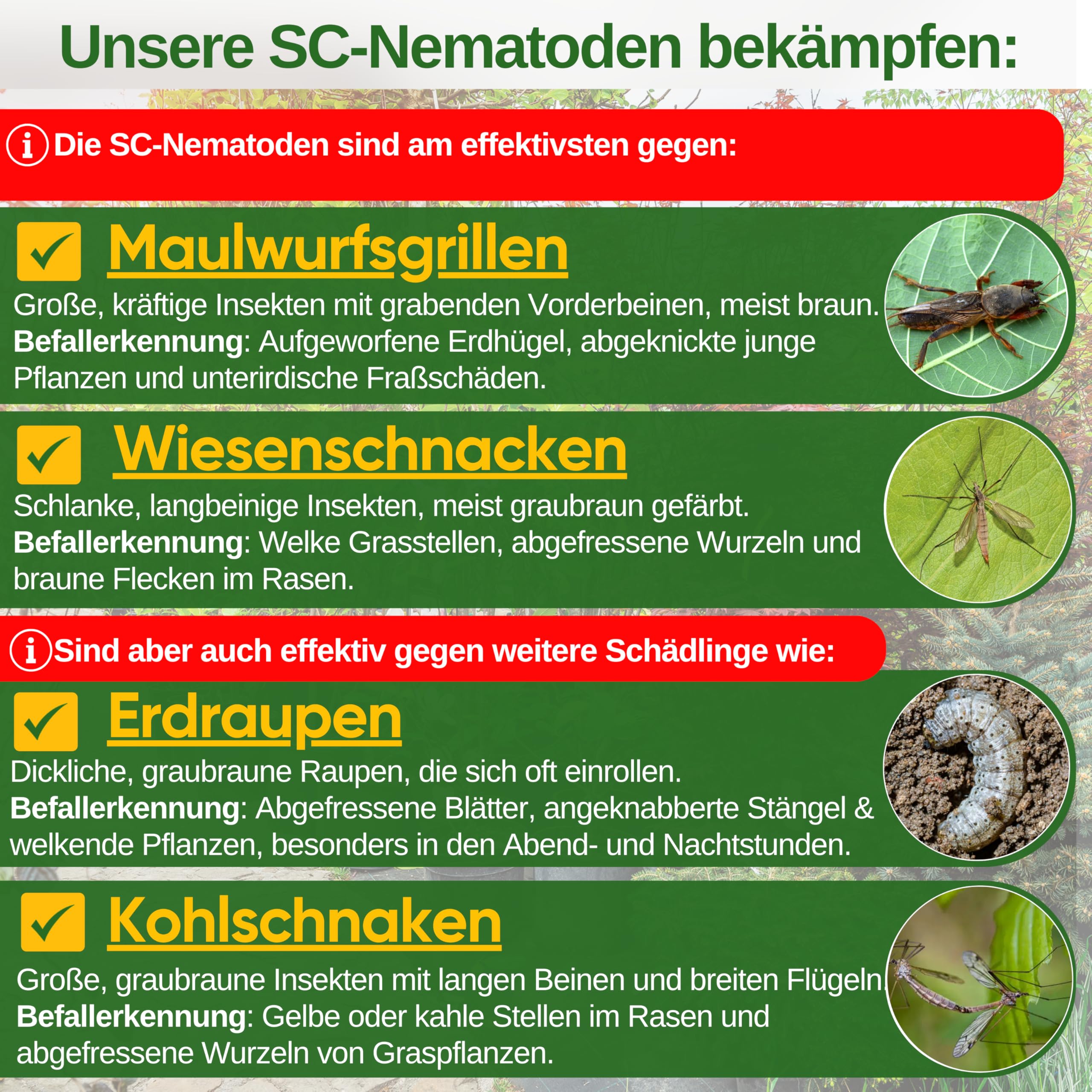 GREEN GUARDIA Nematodos Super SC contra grillos topos, cachimbas de prado y pulgas – 200 millones (400 m²) – agente biológico para combatir eficazmente los grillos topos, sin productos químicos –