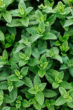 Peppermint Seeds Mentha piperita - Aromatic Herb for Teas, Culinary Use, and Pollinator Gardens | Non-GMO, Cold-Hardy Perennial for Gardens, Containers, and Raised Beds 200