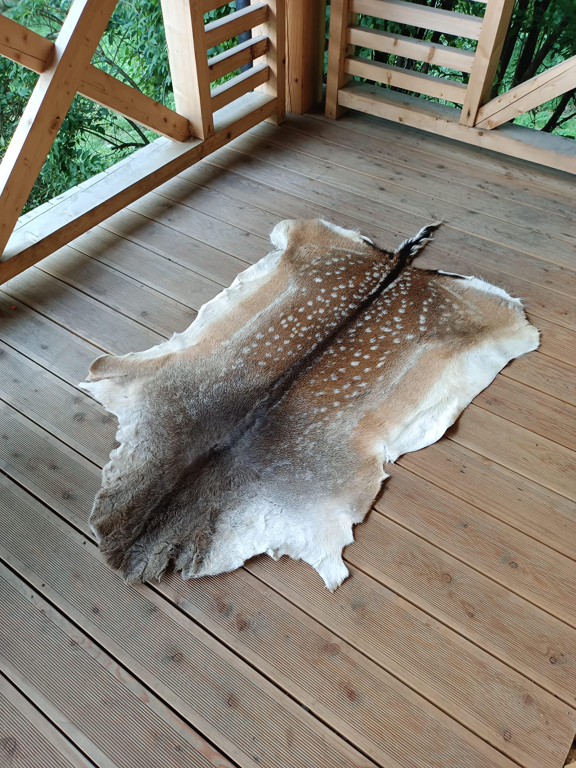 Large Epic Fallow Deer skin hide pelt rug taxidermy hunting trophy carpet ornament home decor gothic interior design