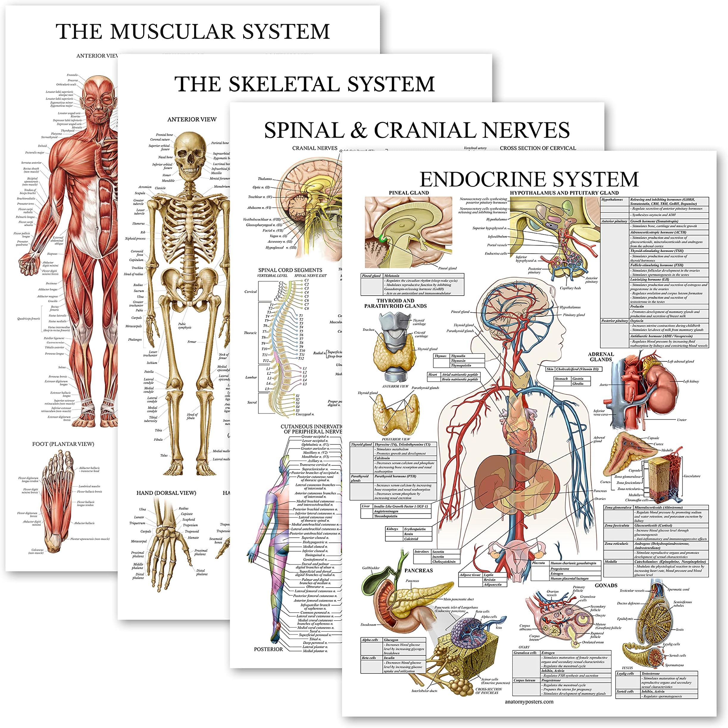 4 Pack - Anatomical Poster Set - Laminated - Muscular, Skeletal, Spinal Nerves, Endocrine System - Anatomy Chart Set (LAMINATED, 18” x 27”)