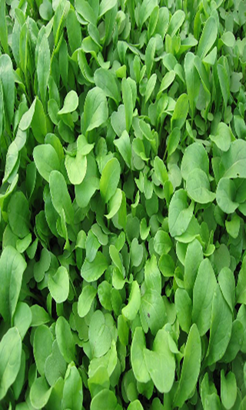 avocado plant fertilizer Soil Seed & Water Seriokai's Secret Blend Organic Soil Amendment Fertilizer for Avocado and Citrus Fruits main image 0