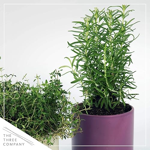 Miniatura 6 de Hierba aromática viva y saludable, romero, mejora la respiración, envuelta en cubierta decorativa, 14 pulgadas de alto por 6 pulgadas de ancho en