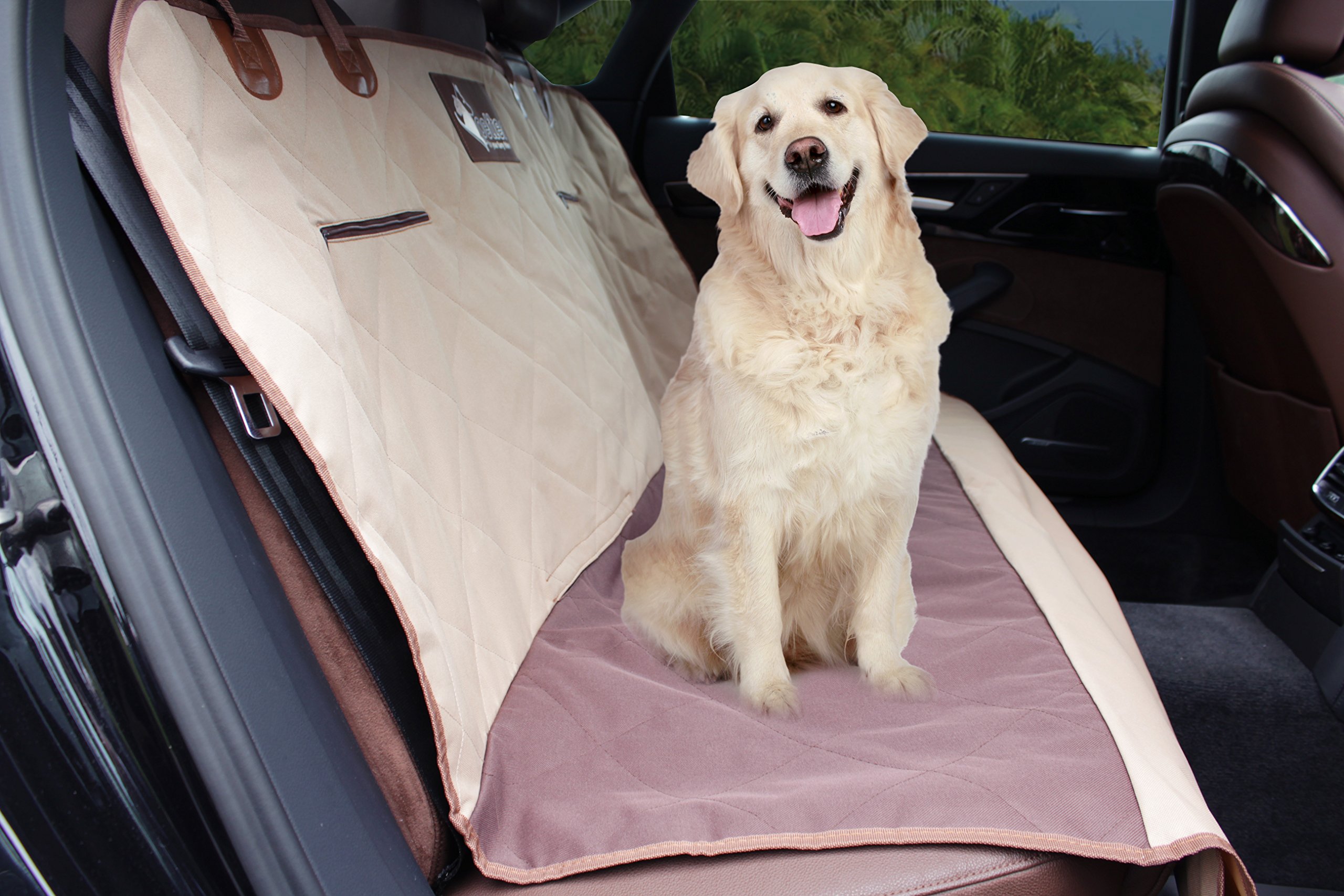 Can A Dog Absorb Her Puppies