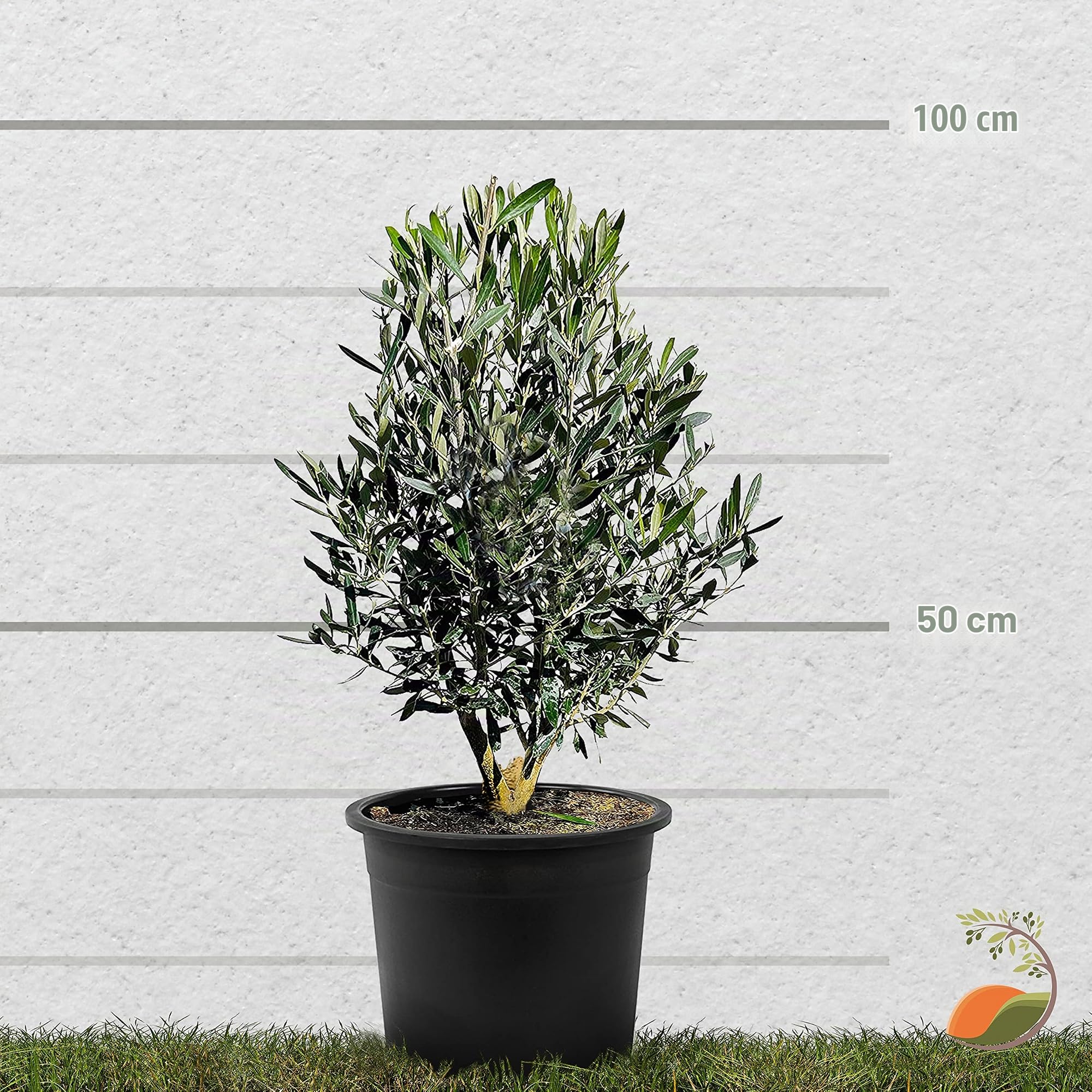 Tropictrees Olivier haute tige buisson Olea Europea au tronc lisse adaptable et à la forme ludique, véritable olivier buisson avec de véritables olives comestibles