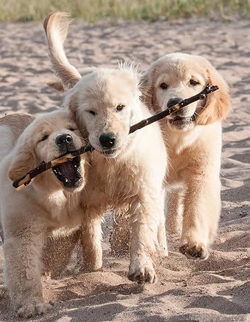 The New Complete Dog Book, 22nd Edition: Official Breed Standards and Profiles for Over 200 Breeds (CompanionHouse Books) American Kennel Club's Bible of Dogs: 920 Pages, 7 Variety Groups, 800 Photos
