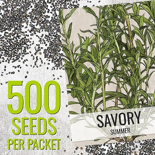 Miniatura 3 de Seed Needs Semillas saladas de verano para plantar hierbas, semillas de hierbas anuales sin OMG y sin tratar para plantar un jardín de cocina