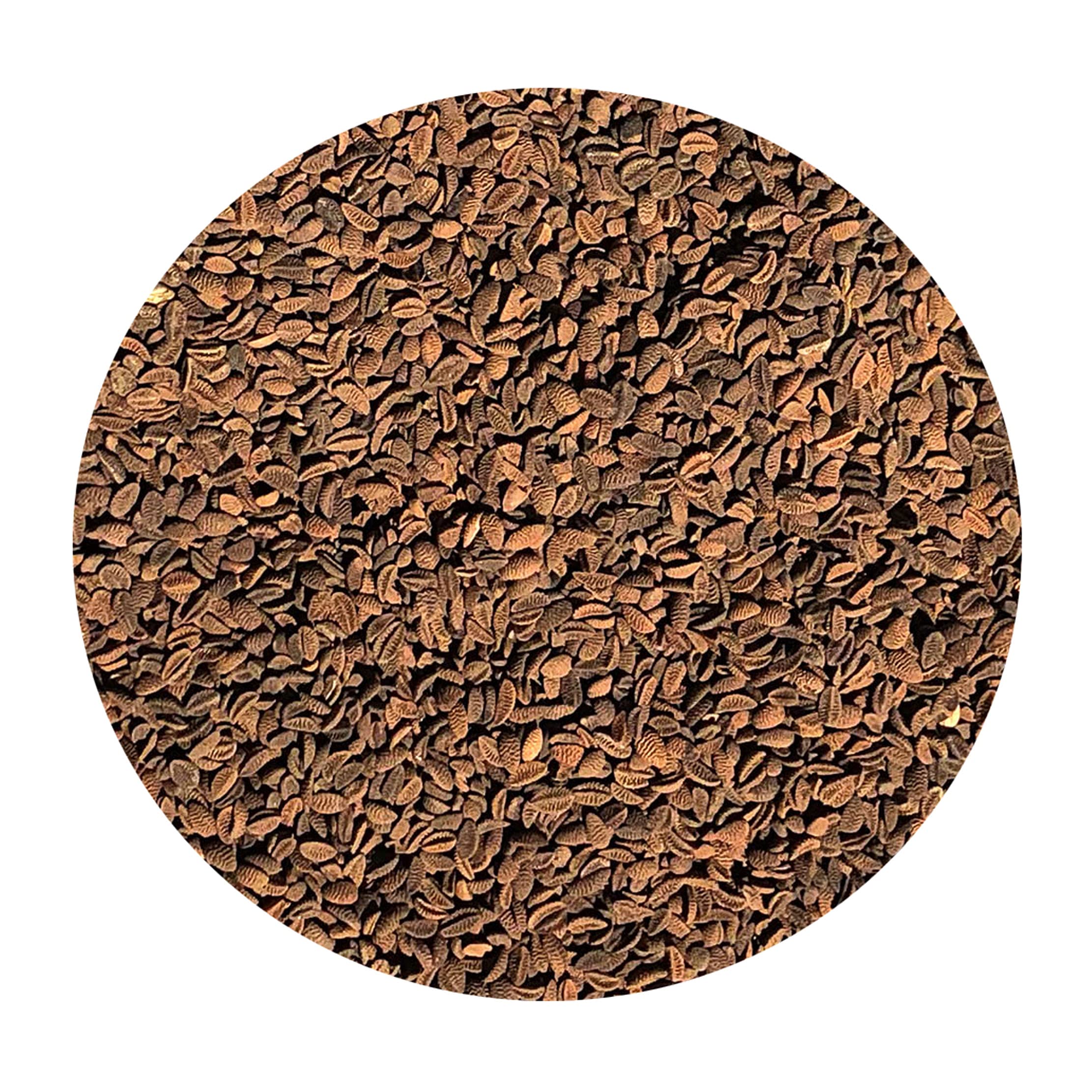 Phacelia 10 kg Bienenweide Saatgut Imkerpflanze