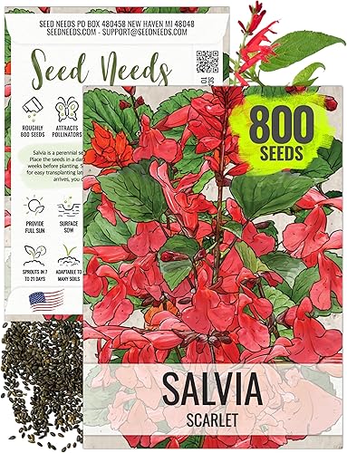 Miniatura 8 de Seed Needs Semillas de salvia roja escarlata para plantar Salvia coccinea paquete individual de 800 semillas cada una reliquia y polinización