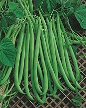 Kit 5 packets Mystic Refreshing Bean