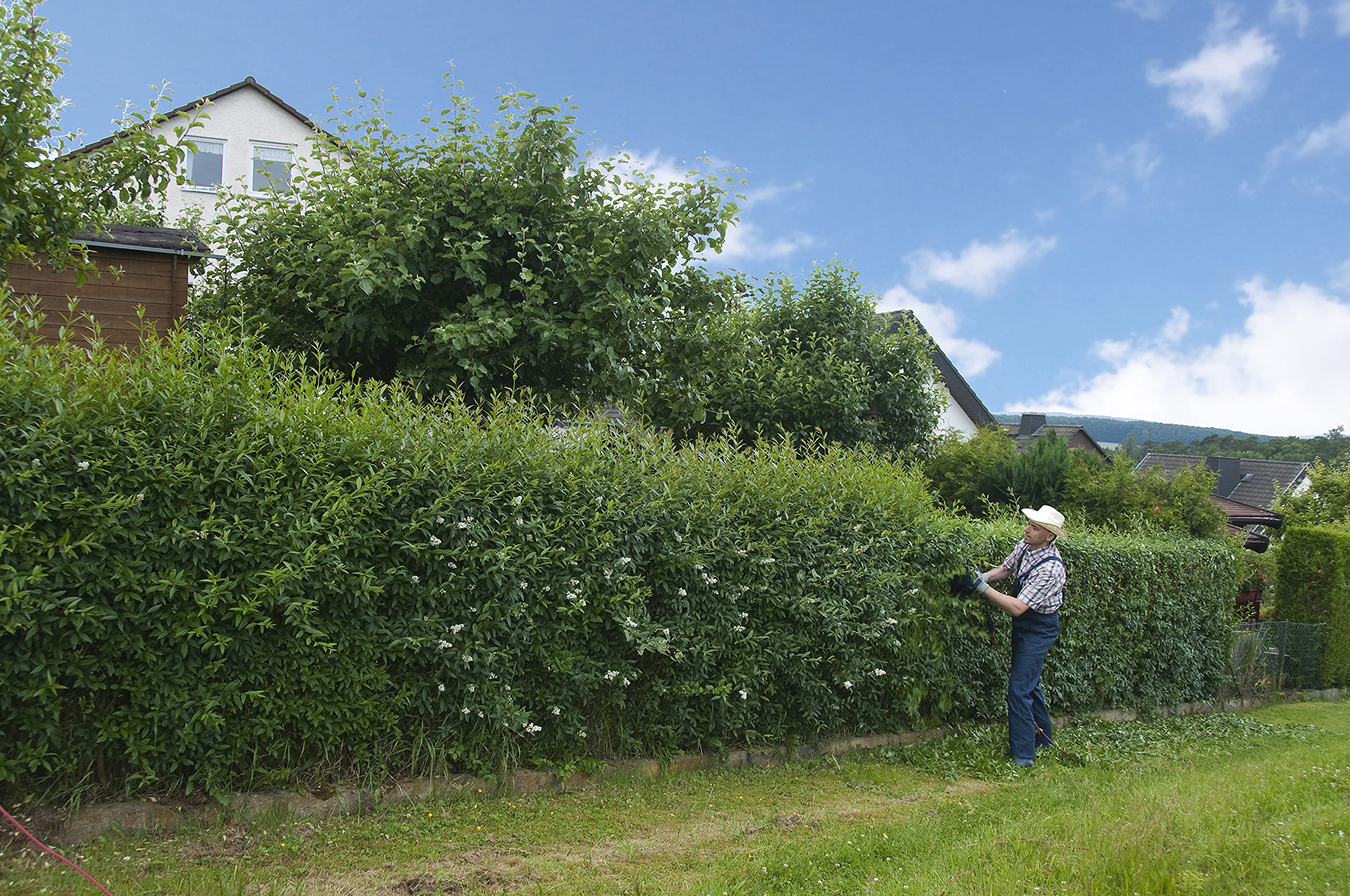 100st. Liguster Atrovirens 50-80cm reine Pflanzhhe Ligustrum Atrovirens  Wurzelware Heckenpflanze : Amazon.de: Garten