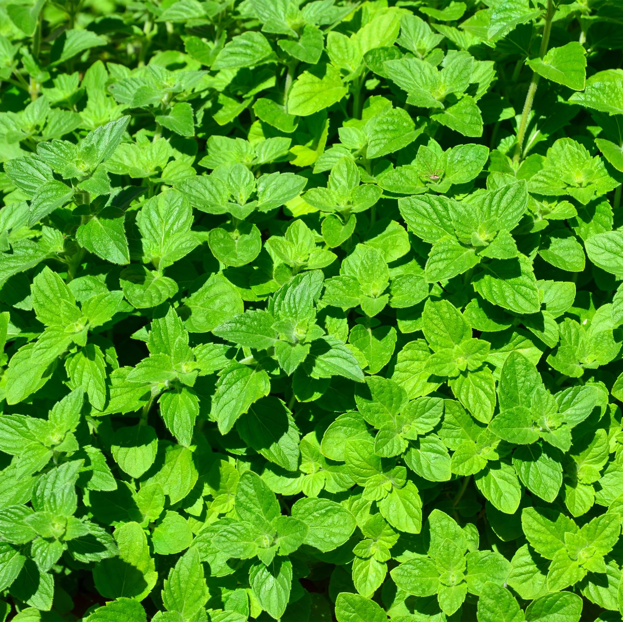 GardenersDream Lemon Balm Plant - Fresh Culinary Kitchen Garden Herb - Outdoor Garden Ready Herb Plants - Grow Your Own Potted Herb for Gardens, Patios, Kitchens & Containers (15-20cm, incl. 14cm Pot)
