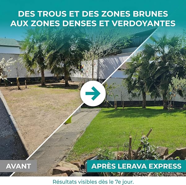 LERAVA® Gazon à Semer EXPRESS (30m²) | Graines de Gazon Regarnissage Rapide et Rustique | Semence Gazon Ray Grass Résistante | Pelouse Dense pour Jardin, Sport et Jeux - 2
