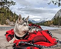 Vista 7 de EcoBark Correa para perro – Correas cómodas suaves y reflectantes con mango acolchado – Fuerte, duradera y resistente, entrenamiento y tracción