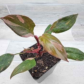 その他観葉植物 Philodendron Pink Princess Black Cherry Philodendron Black Cherry Pink Princess High Variegation