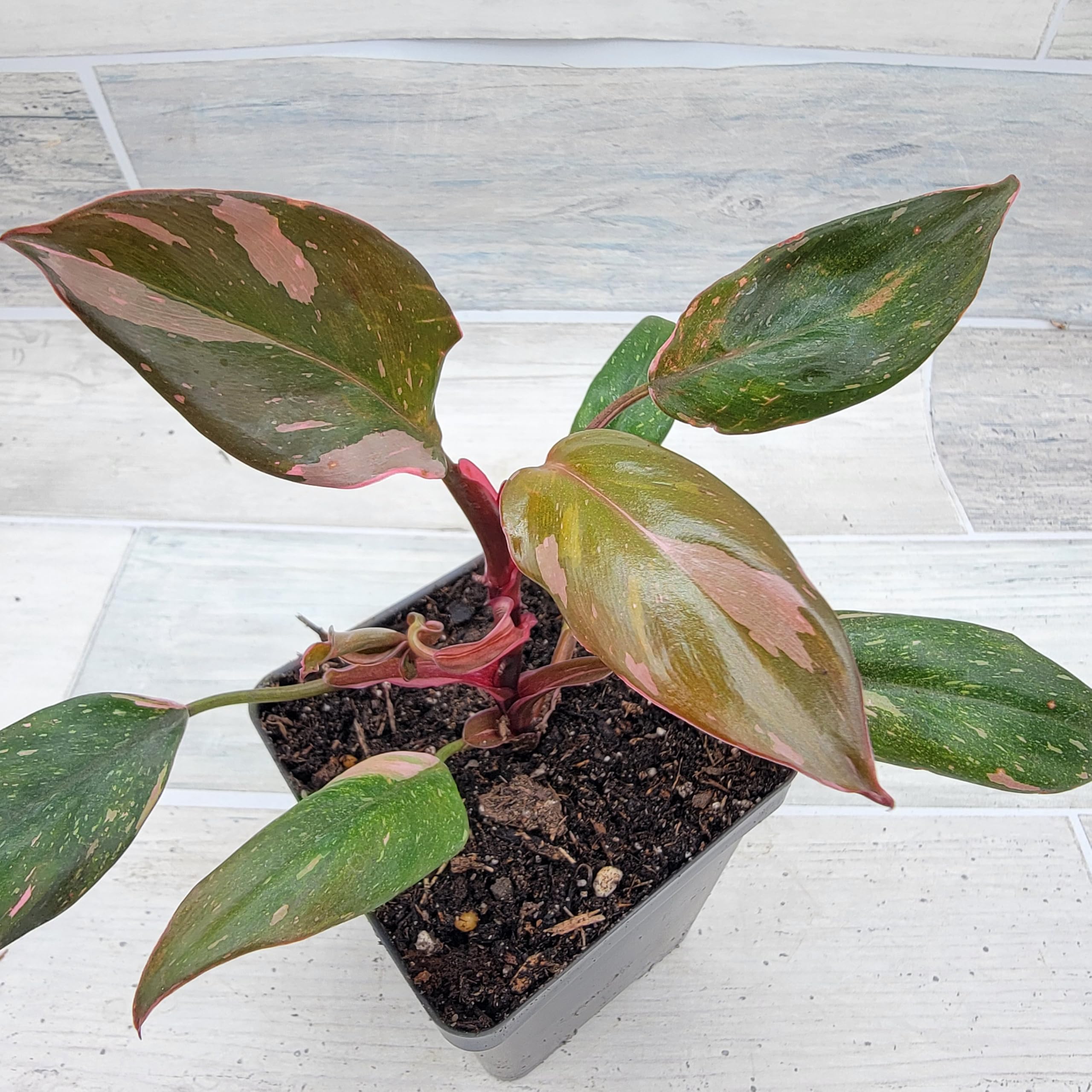 Amazon.com : Philodendron Black Cherry Pink Princess Live Rare