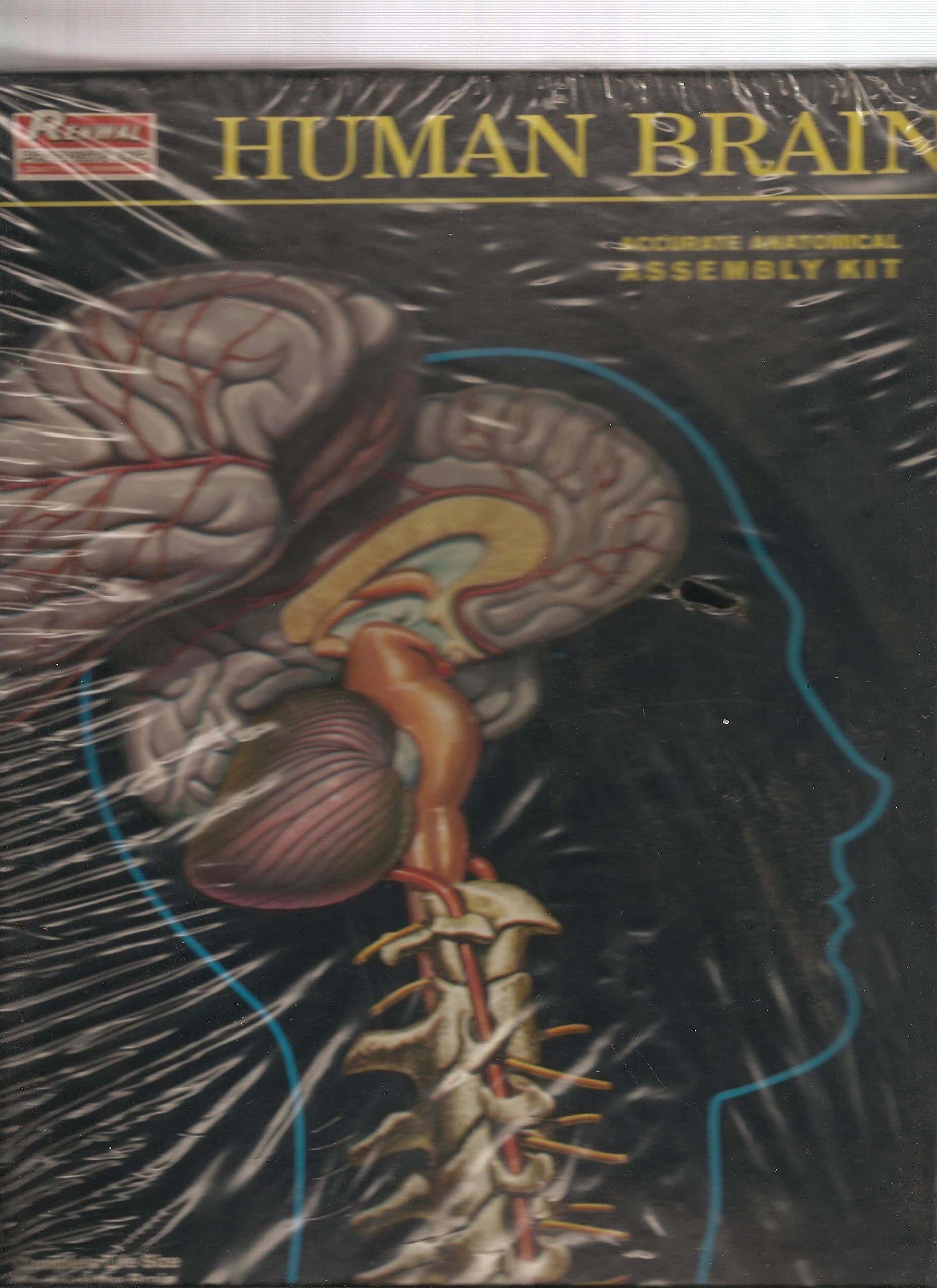 Human Brain and Cervical Area- Life Size Anatomical Assembly Kit, By Renwal No. 822