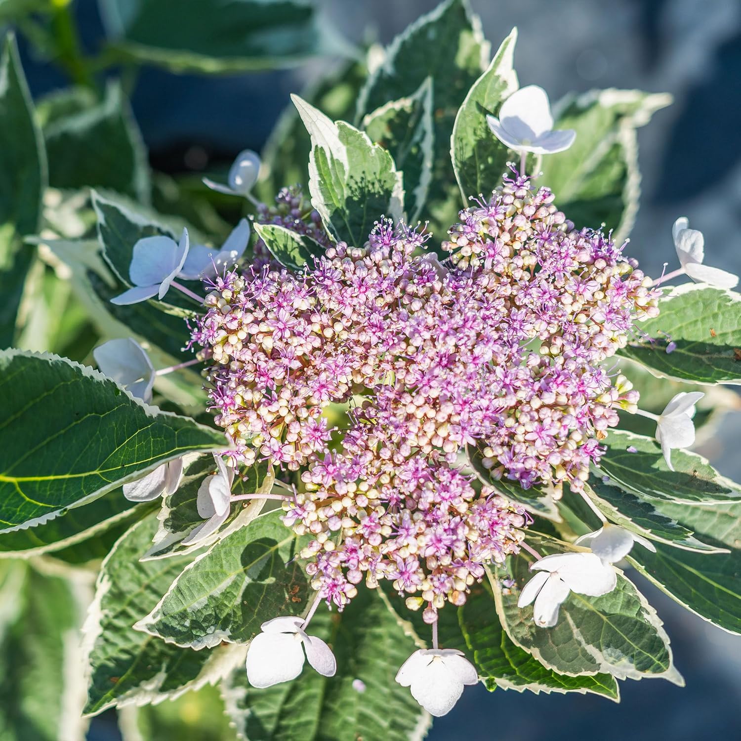 Perfect Plants Variegated Hydrangea Macrophylla Bush 1 Gallon Growers Pot | Flowering Shrub with Unique Variegated Foliage | Live Perennial