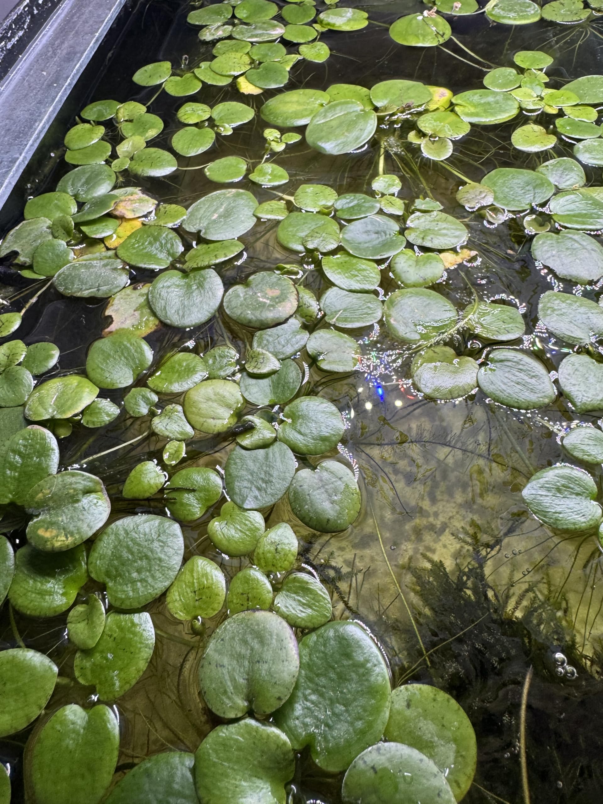 Amazonian Frogbit | Large Portion | Tank Fresh | Hand Picked | Live Floating Plant | UK Grown | Shrimp Safe | Nano Tank | Planted Tank