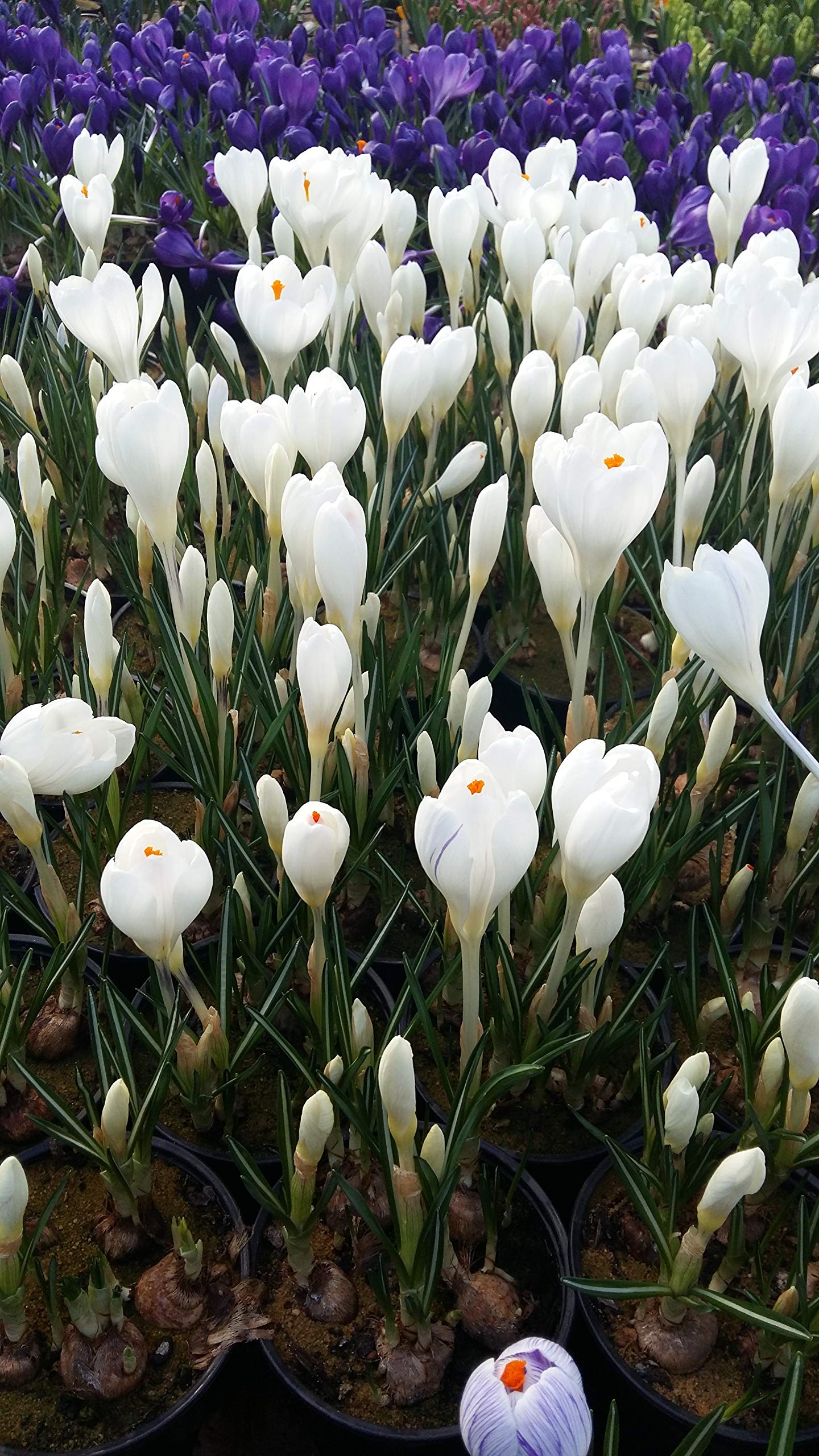 Blumenzwiebeln Krokuszwiebeln Krokus Mix 1.000 Stück botanische(ideal für Bienen und Hummeln)