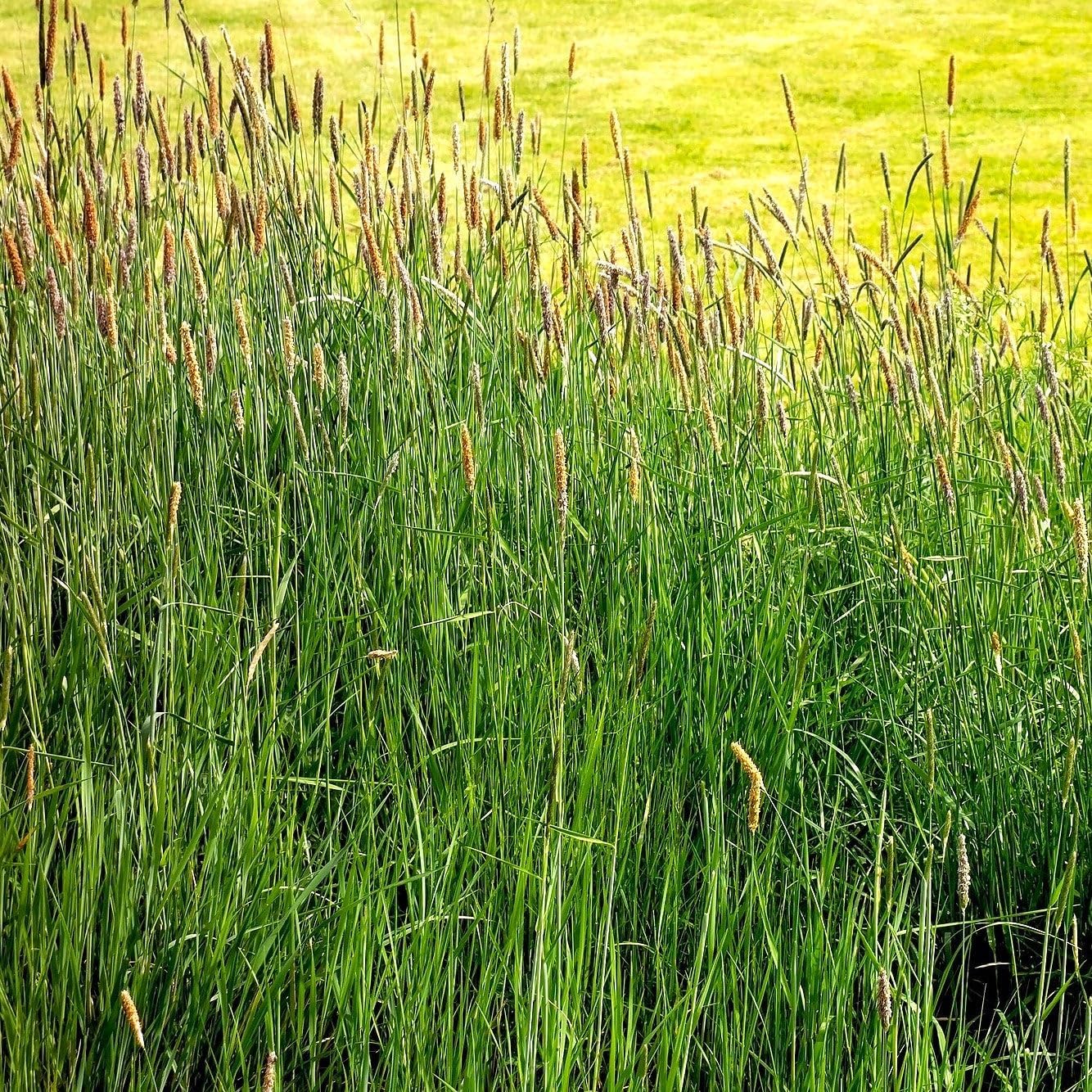 TomorrowSeeds - Climax Timothy Grass Seeds - 3 Pounds - for 2026 Planting Hay Pasture Meadow Lawn Landscape Herd Phleum Pratense Perennial Tall Cover Crop Non-GMO Heirloom Grow Your Own Home Farm