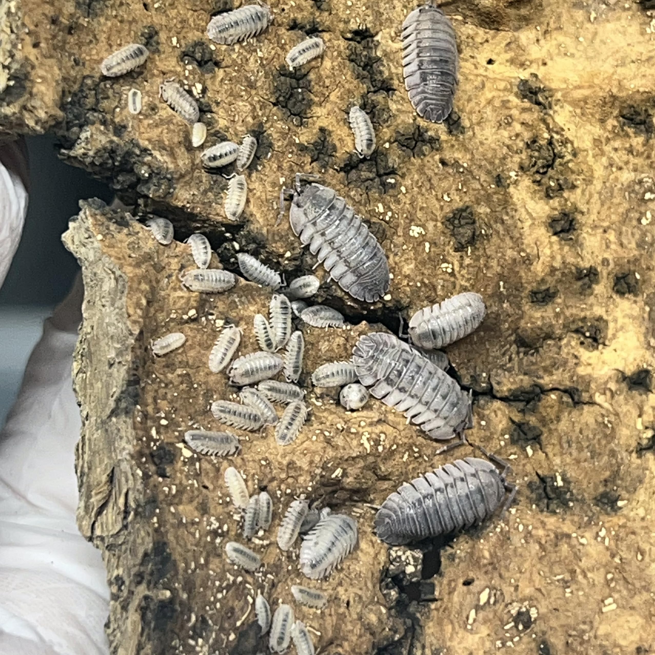 Exo-Morphs Live Armadillidium peraccae Isopods - Assorted Sizes - Terrarium Cleaner Crew - Live Arrival Guaranteed (12 ct.)