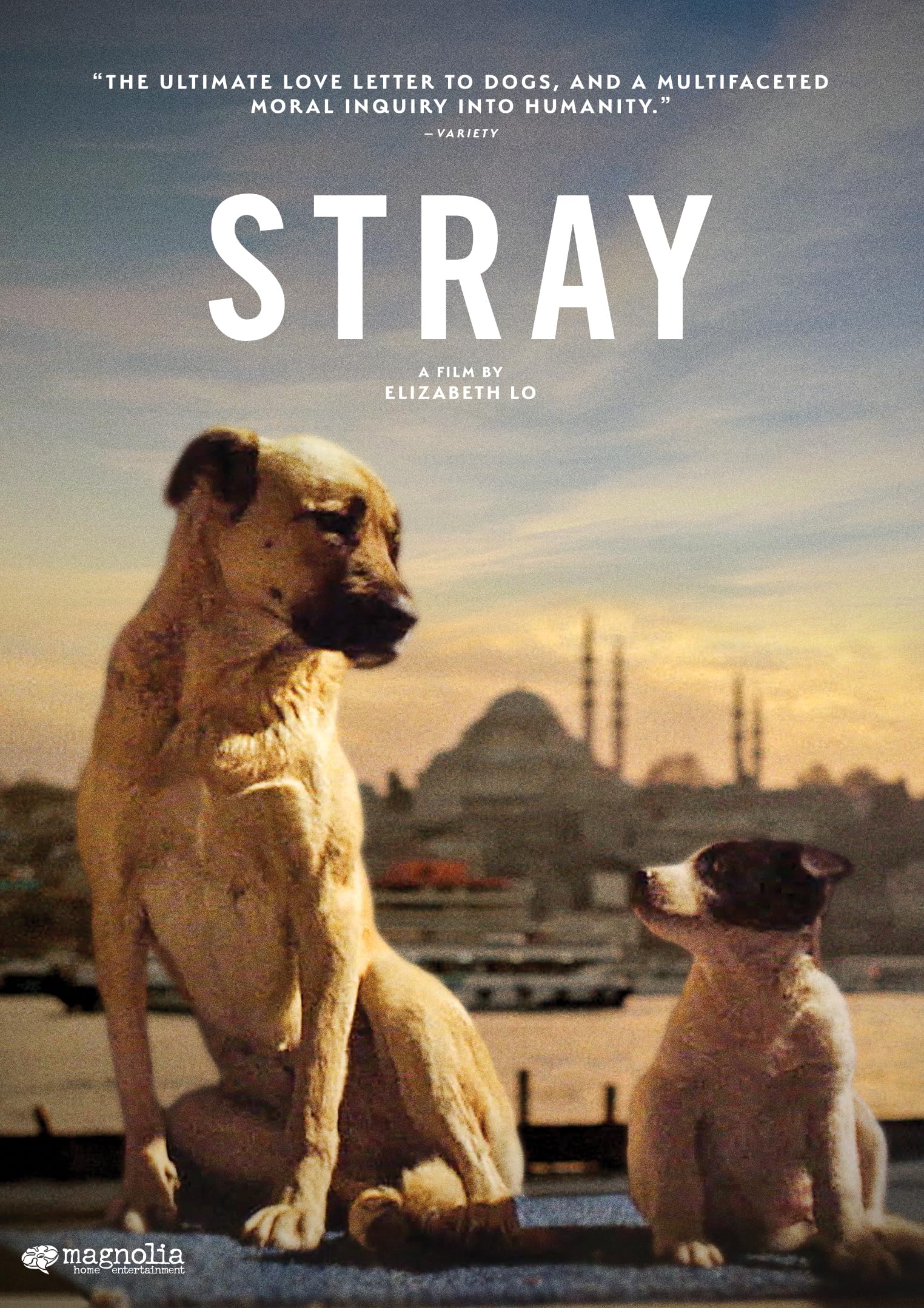 Película Stray [USA] [DVD] con Audio Original y Calidad de Imagen de Cine NTSC